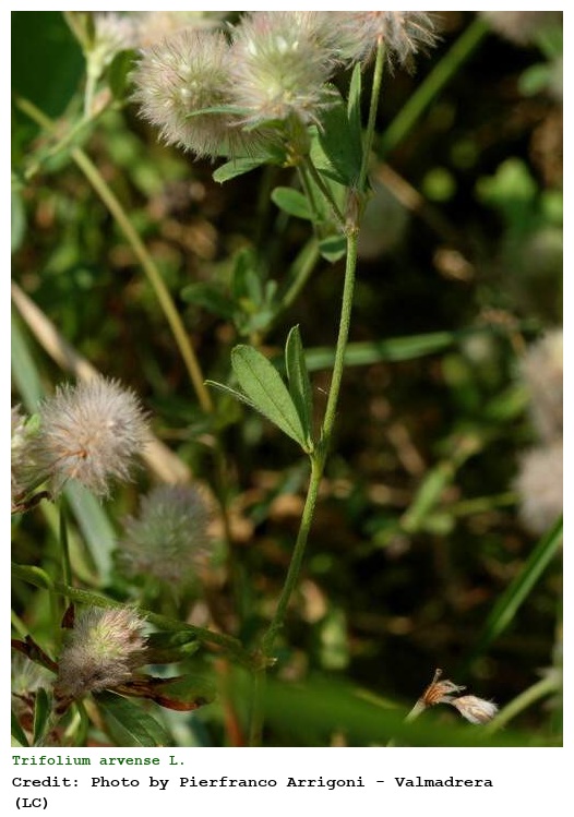 Trifolium arvense L.